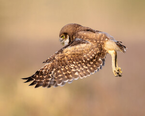Burrowing Owl
