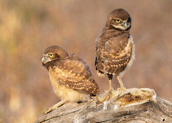 Burrowing Owl