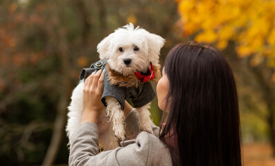 Close up of young female lifting Maltese dog up in autumn park. Maltipoo wears warm clothing (coat, jacket, hoodie). Walking a puppy. Taking care of pet. Dog apparel, accessories concept. Horizontal 