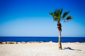 palm trees on the beach
