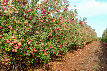 Apples hanging from tree branches in an apple orchard
