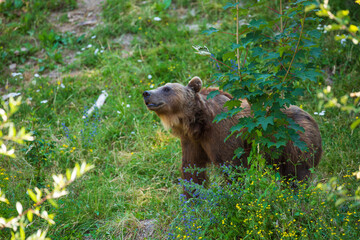 Brown bear in the Bärengraben, or Bear Pit -- a tourist attraction in the Swiss capital city of Bern. It is a bear pit, or enclosure housing bears, situated at the eastern edge of the old city of Bern