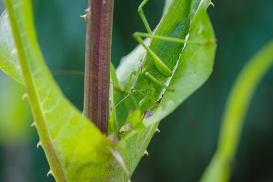 Green Grasshopper