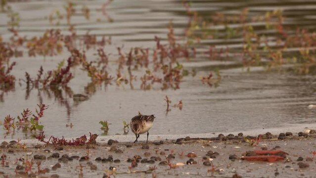 A juvenile little stint (Calidris minuta or Erolia minuta) foraging on the shore of a wetland