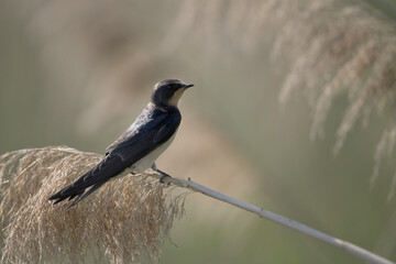 bird, natur, specht, jägerliest, eisvogel, wild, wild lebende