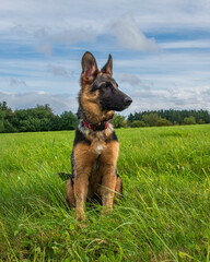 German shepherd dog puppy, one year old, sitting on a meadow and waiting for a command, blue sky on the horizon