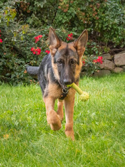 German shepherd puppy half a year old dig in the garden brings her favorite toy in her mouth