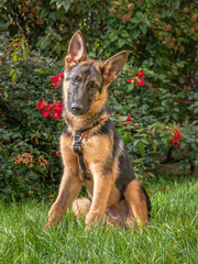 German shepherd puppy half a year old dog sitting in the garden with head tilted