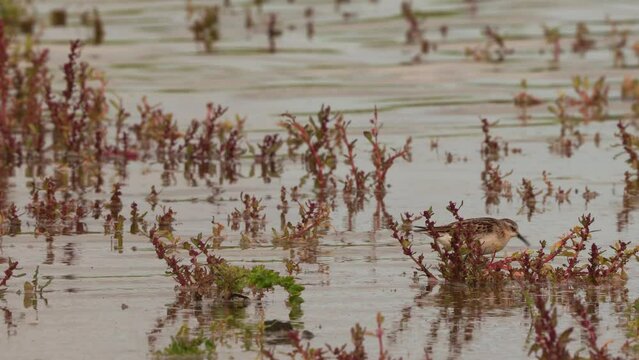 A juvenile little stint (Calidris minuta or Erolia minuta) foraging on the shore of a wetland