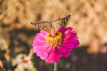 butterfly on flower