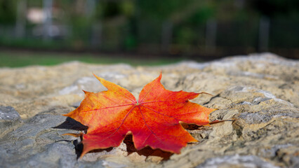 red maple leaf is lying on a rock on a sunny day