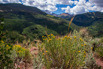meadow in the mountains