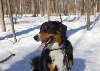 tricolor swiss mountain dog walking in the park in winter