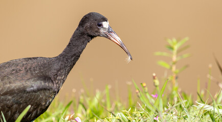 Photograph of a Bare-faced ibis, found in Canoas, Rio Grande do Sul, Brazil.	