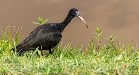 Photograph of a Bare-faced ibis, found in Canoas, Rio Grande do Sul, Brazil.