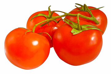 4 ripe, red, appetizing tomatoes on a branch isolated on a white background with a stroke