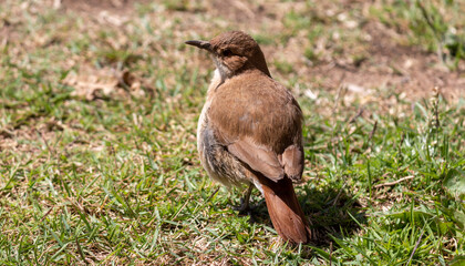 Photograph of a Rufous hornero found in Canoas, Rio Grande do Sul, Brazil.	