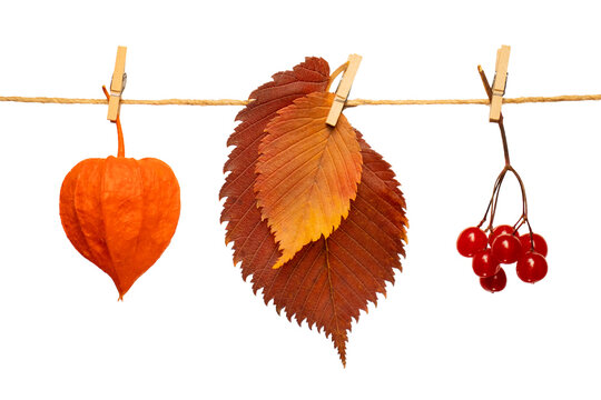 Autumn composition. Autumn leaves and berries, alder, elm, viburnum, Physaleae. Top view, copy space. Autumn garland on a rustic thread with laundry clips.