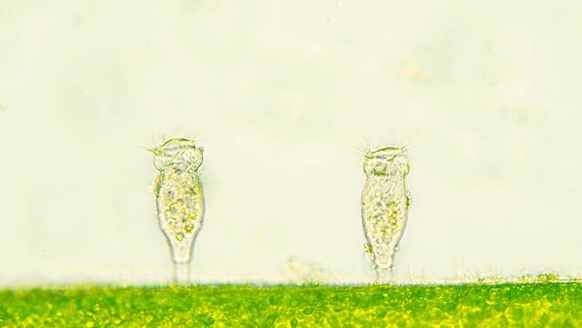 Two vorticellas attached to green algae branch. Making water flow with cilias and contracting body in case of danger. Seen in optical miscoscope 40x objective