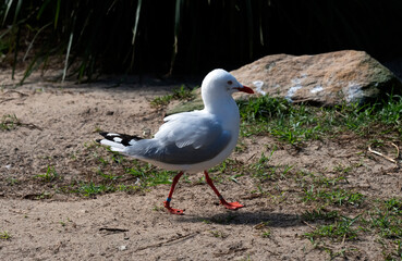 Pacific Gull (Larus pacificus)