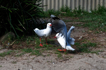 Pacific Gull (Larus pacificus)