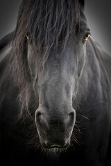 Portrait of a black horse