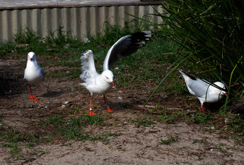 Pacific Gull (Larus pacificus)