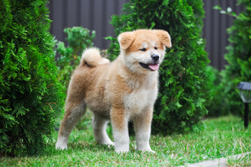 Japanese akita inu puppy in the park