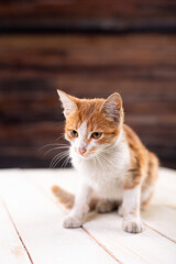 Curious and cute yellow tabby kitten walking on the table, hiding in the wooden crate on the table and playing
