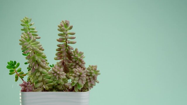 Slow camera zoom. Incredible Aeonium cristata Shwarts, succulent in a white square pot on a blue borderless background. Blue cyclorama. Copy space.