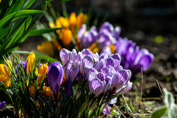 A close up of crocus flowers in the February sunshine, with a shallow depth of field