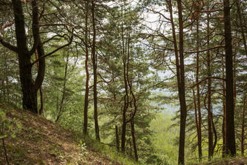 Fototapeta premium Sunny day and cloudy sky on the lake