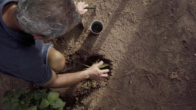 gardener digging a hole to transplant a small plant, senior man, overhead shot, squatting on his front lawn, vertical video, copy space on the right