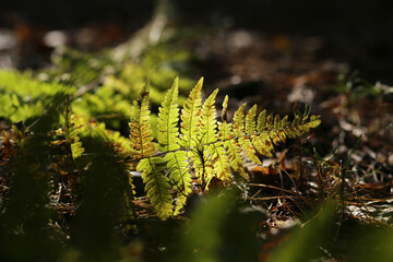 Fern leaf is on the ground in the forest illuminated by bright sunlight.