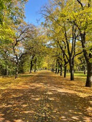 Fototapeta premium autumn in the park