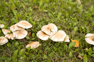Mushrooms grow in the forest . Beige mushrooms in the forest. Mushrooms grow in the grass.