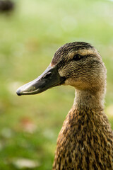 close up of a duck