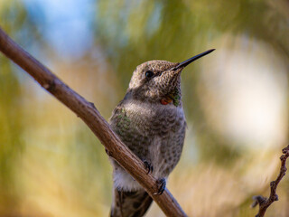 Close up of hummingbird resting on a branch with colorful neck feathers 