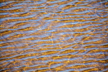 Closeup on Water in the Marsh