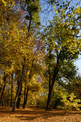 Trees in a sunny autumn park with fallen leaves. Autumn leaf fall. Orange-red leaves in the forest. Yellow trees in the background. Path in the city garden. The beauty of the autumn season scene.