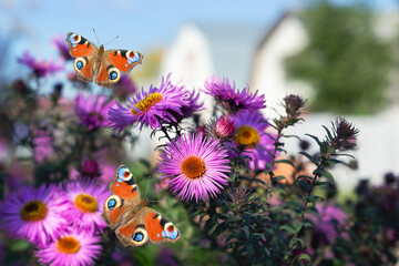 Blooming autumn asters and butterflies, on a defocused street background. Selective focus
