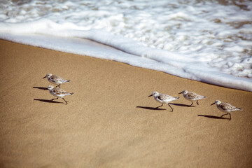 Running Shorebirds