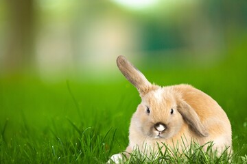 Little wild rabbit or bunny on the green grass.