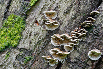 Tree fungi and moss on dead wood. Old wood in the forest is a habitat for numerous plants and creatures. It also stores a lot of moisture and has a cooling effect on hot summer days.