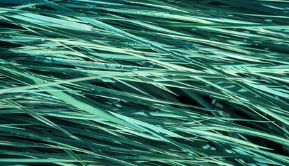 Grass blades with drops of dew on them. Background in teal color