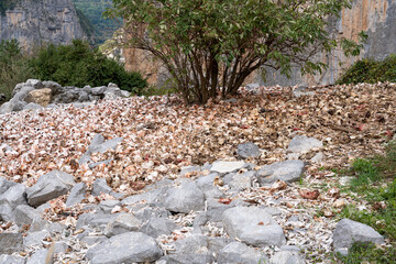an area used for feeding Griffon vultures with the ground covered with animal bones, skeletal remains, carcases and dried blood