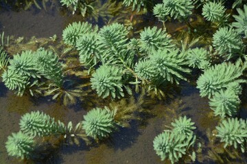 Parrot feather watermilfoil. Haloragaceae perennial emergent plants native to Brazil.
A plant that has grown profusely in ponds, lakes, and marshes and is subject to removal.