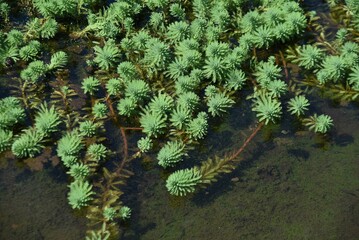 Parrot feather watermilfoil. Haloragaceae perennial emergent plants native to Brazil.
A plant that has grown profusely in ponds, lakes, and marshes and is subject to removal.