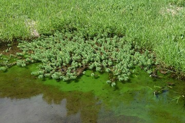 Parrot feather watermilfoil. Haloragaceae perennial emergent plants native to Brazil.
A plant that has grown profusely in ponds, lakes, and marshes and is subject to removal.