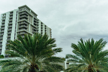 Fototapeta na wymiar palm trees in downtown city midtown miami 